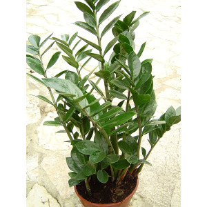 Замиокулкас (Дърво на желанията)