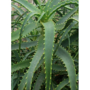 Aloe arborescens
