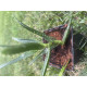 Aloe arborescens Aloe arborescens