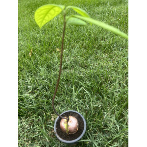 Авокадо (Persea americana)