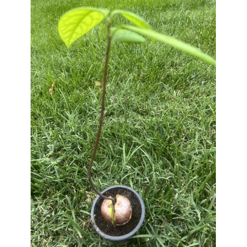 Авокадо (Persea americana) Авокадо (Persea americana)