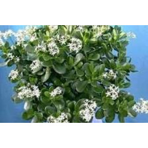 Дървото на живота (Crassula ovata sunset)