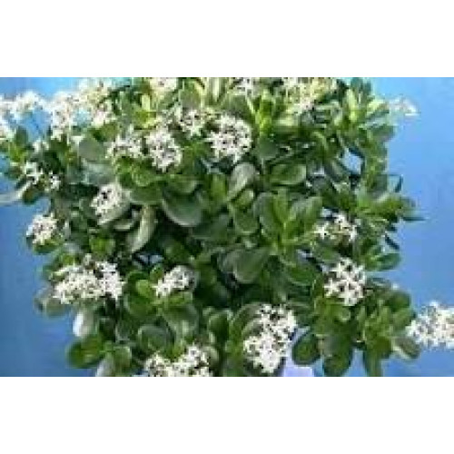 Дървото на живота (Crassula ovata sunset) Дървото на живота (Crassula ovata sunset)