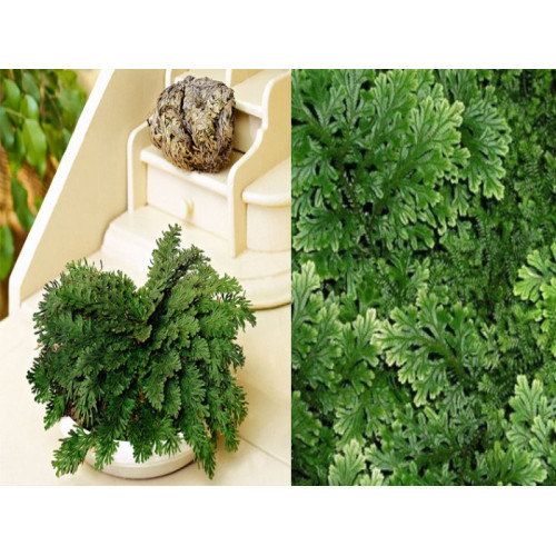 Йерихонска роза (Selaginella roos van jericho) пустинно, възкръсващо растение Йерихонска роза (Selaginella roos van jericho) пустинно, възкръсващо растение