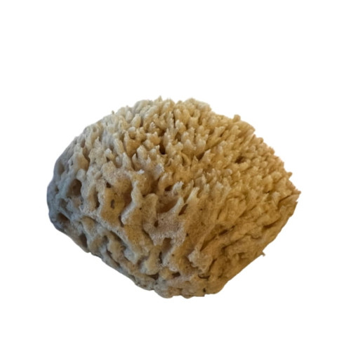 Caribbean Wool – Морска гъба за бебета и деца Caribbean Wool – Морска гъба за бебета и деца